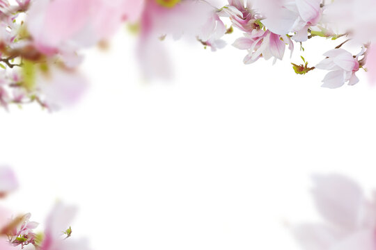 Fresh pink magnolia flowers horizontal frame isolated on white background