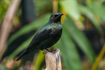 The Asian glossy starling (Aplonis panayensis) is a species of starling in the family Sturnidae. It is found in Bangladesh, Brunei, India, Indonesia