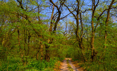 Fototapeta na wymiar ground road through the spring forest, seasonal outdoor scene