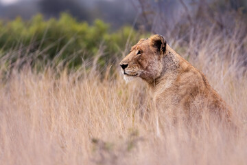 Lioness Watch