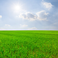 spring green rural field under a sparkle sun, spring agricultural scene