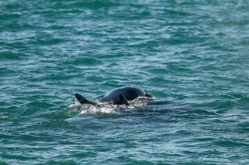 Obraz premium Killer Whale, Orca, hunting a sea lions , Peninsula Valdes, Patagonia Argentina