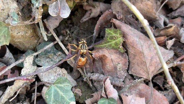 A European hornet emerges from his underground nest in early Spring.	