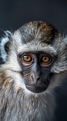 Fototapeta premium a vervet monkey close-up portrait looking direct in camera with low-light. Green monkey with soulful eyes, grey fur. Vervet monkey savana monkey animal