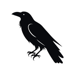 Obraz premium black crow with good quality and design