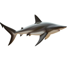 Obraz premium great shark