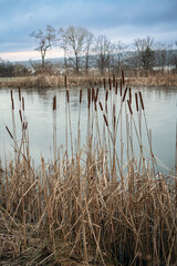Cattails on the Pond