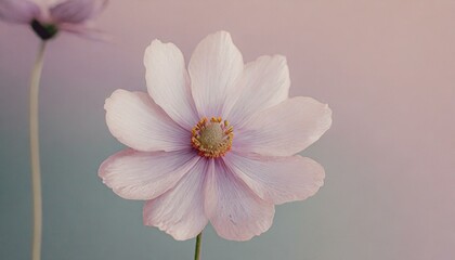 Close up dreamy one flower with gradient pastel background, flora vertical wallpaper collect