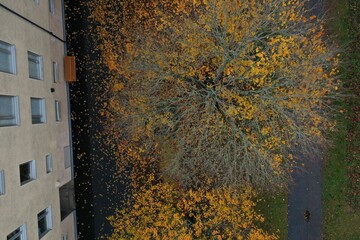 Tree in autumn from above