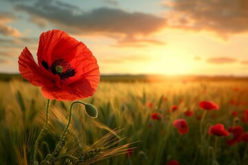 Beautiful nature background with red poppy flower poppy in the sunset in the field. Remembrance day, Veterans day, lest we forget concept. - obrazy, fototapety, plakaty