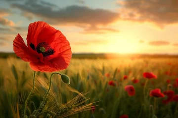 Gordijnen Beautiful nature background with red poppy flower poppy in the sunset in the field. Remembrance day, Veterans day, lest we forget concept. © Manzoor