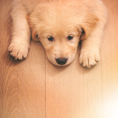 Dog, portrait and rest with wood, floor and paw or sad with pet at home or house. Golden retriever,...