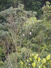2 birds playing looking for their friends in the morning