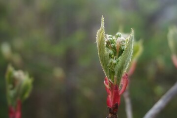 Close-up swelling buds and small leaves of a young plant