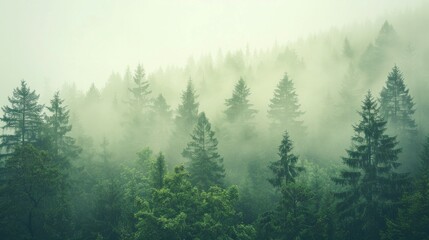 A serene fir forest shrouded in mist, with the scene rendered in a hipster vintage retro style that highlights the tranquil beauty of the landscape. The muted tones, AI Generative
