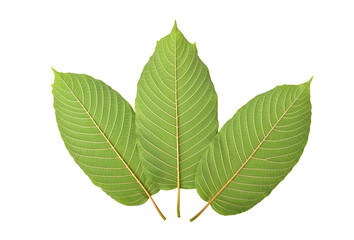 Mitragyna speciosa, kratom leaves on transparent png. Top view