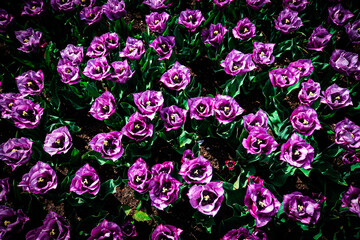 Beautiful flowers in Keukenhof park 