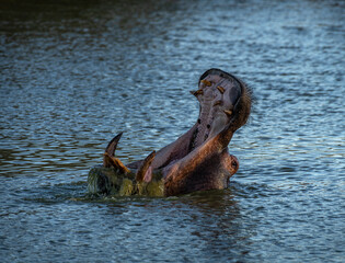 Adult hippopotamus with mouth wide open, Otjozondjupa, Namibia - 752316192