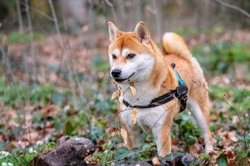 Portrait of a dog. One red Shiba Inu standing on meadow.