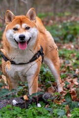 Portrait of a dog. One red Shiba Inu standing on meadow.