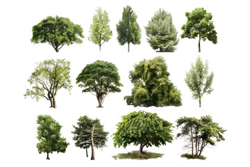 A group of isolated trees showcasing various types including oak and palm, highlighting their green leaves and branches in a natural forest setting, symbolizing growth and the beauty of nature across 