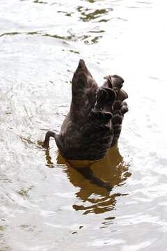 Cisne negro