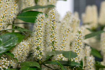 Prunus laurocerasus cherry laurel flowering plants, group of white flowers on bush branches in bloom, green foliage