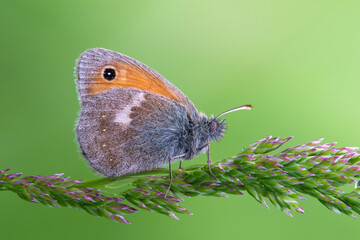Kleines Wiesenv&ouml;gelchen - Coenonympha pamphilus
