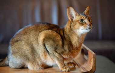 Sitzender Abessinier Kater mit etwas Übergewicht