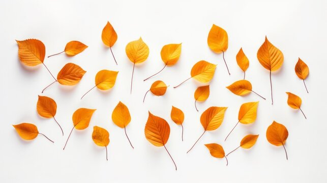 Clean and simple designs of autumn leaves on a white paper background, reflecting a Y2K aesthetic.