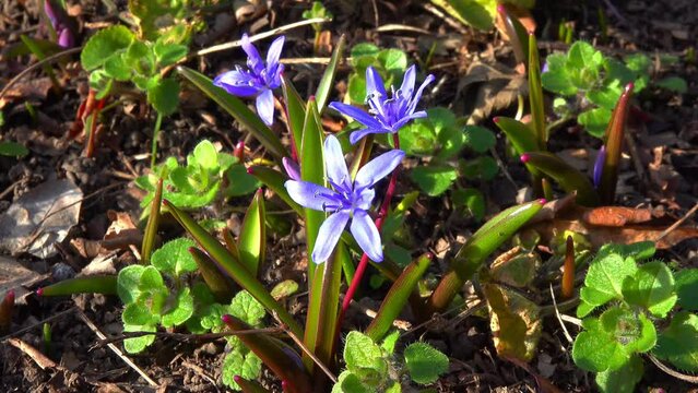 Scilla bifolia - the alpine squillor two-leaf squill, is a herbaceous perennial plant growing from an underground bulb, Ukraine