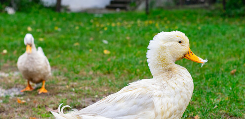 duck in the grass