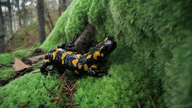 Spotted adult fire salamander on green moss in autumn forest. UHD 4k video