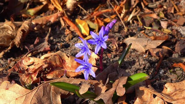 Scilla bifolia - the alpine squillor two-leaf squill, is a herbaceous perennial plant growing from an underground bulb, Ukraine