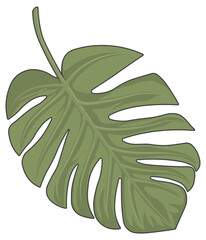 monstera flower leaf without background