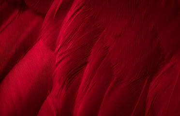 red feather pigeon macro photo. texture or background