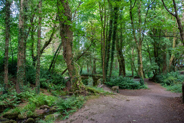 Fototapeta premium Embark on a journey through nature's canvas, where a winding walking trail in the Dublin Mountains invites wanderers to discover the hidden beauty of Massys Estate.