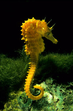 Cavalluccio marino o ippocampo, Cheval marin dor, Langschnauziges Seepferdchen, long-snouted seahorse, (Hippocampus guttulatus), Alghero, Sassari, Sardegna, Italia