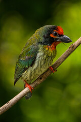 The coppersmith barbet (Psilopogon haemacephalus), also called crimson-breasted barbet and coppersmith