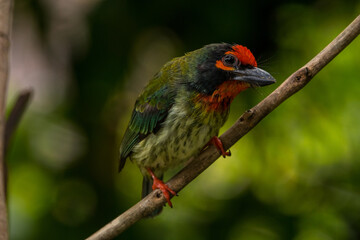 The coppersmith barbet (Psilopogon haemacephalus), also called crimson-breasted barbet and coppersmith