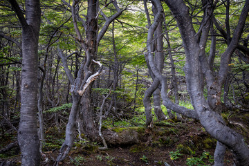 Dense forest with green moss