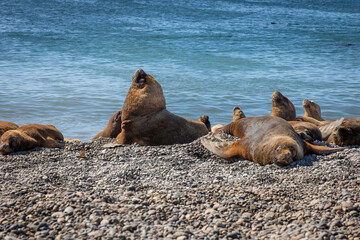 Grupo de lobos marinhos descansando e tomando sol na praia de pedregulhos