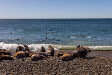 Group of sea lions resting and warming up in the sun on the pebble beach