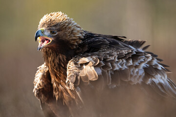 Golden eagle irritated and angry - 752328312