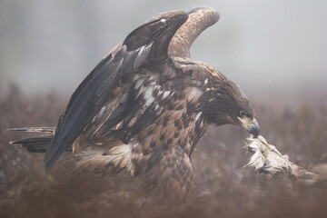 Eagle pulling the skin of roe deer carcass, eagle eating roe deer - 752328712