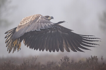 Eagle in flight in foggy bog - 752328725