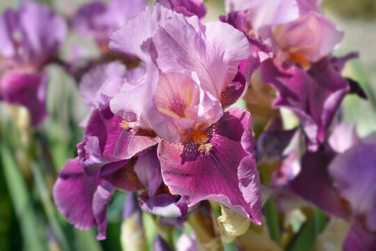 Tall bearded iris Camelot Rose flowers