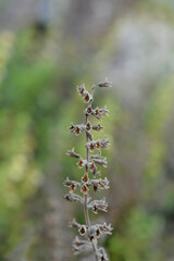 Yellow germander seed pods