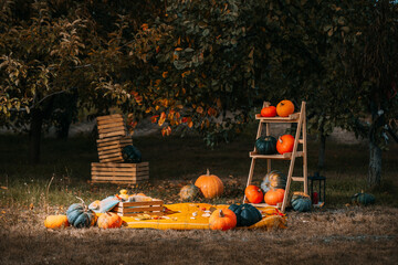 holiday setup with Pumpkins agricultural production on rustic country yard backdrop. Autumn, halloween, pumpkin, copyspace. pumpkins ladder leans against a tree among the natural foods and grass. - 752328984