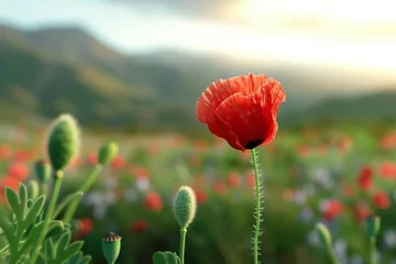 Fototapeten Open bud of red poppy flower in the field at mountainous countryside © Manzoor